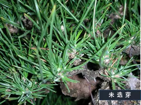 選芽!黑松盆景短針法中,看似枯燥卻極為有效的松樹盆景短針法!