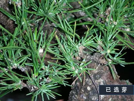選芽!黑松盆景短針法中,看似枯燥卻極為有效的松樹盆景短針法!