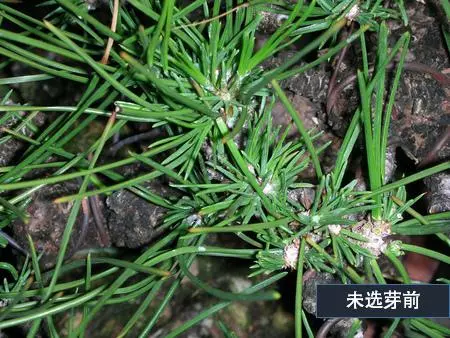 選芽!黑松盆景短針法中,看似枯燥卻極為有效的松樹盆景短針法!