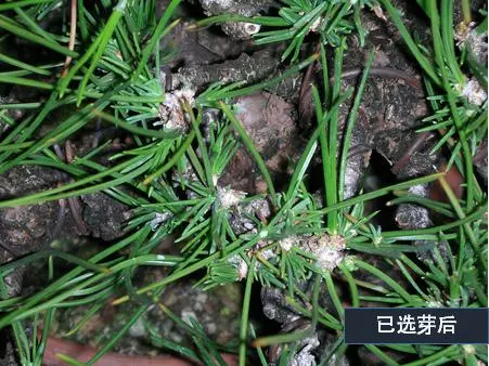 選芽!黑松盆景短針法中,看似枯燥卻極為有效的松樹盆景短針法!