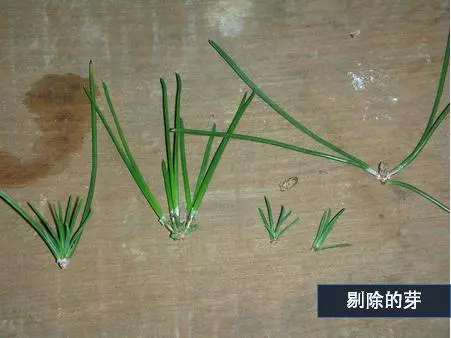 選芽!黑松盆景短針法中,看似枯燥卻極為有效的松樹盆景短針法!