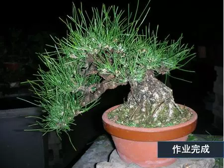 選芽!黑松盆景短針法中,看似枯燥卻極為有效的松樹盆景短針法!