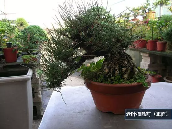 選芽!黑松盆景短針法中,看似枯燥卻極為有效的松樹盆景短針法!