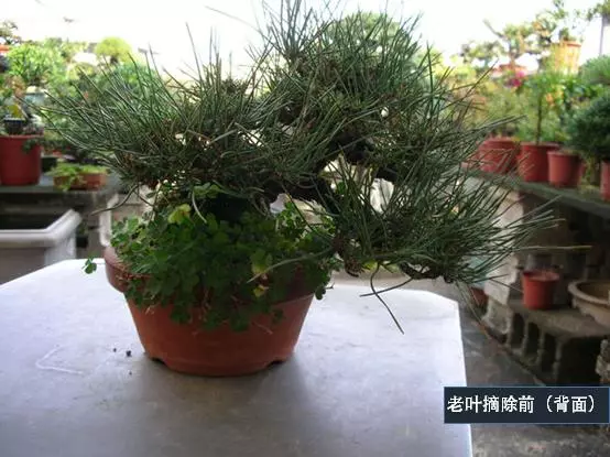 選芽!黑松盆景短針法中,看似枯燥卻極為有效的松樹盆景短針法!