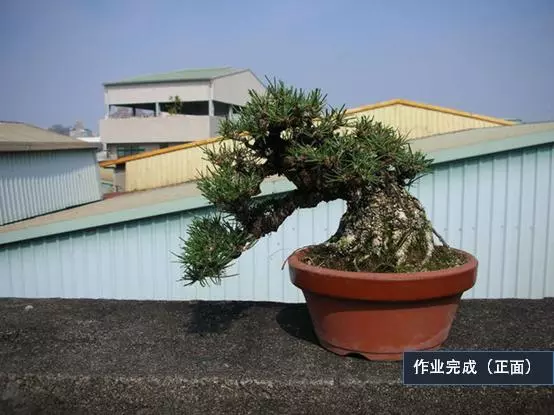 選芽!黑松盆景短針法中,看似枯燥卻極為有效的松樹盆景短針法!