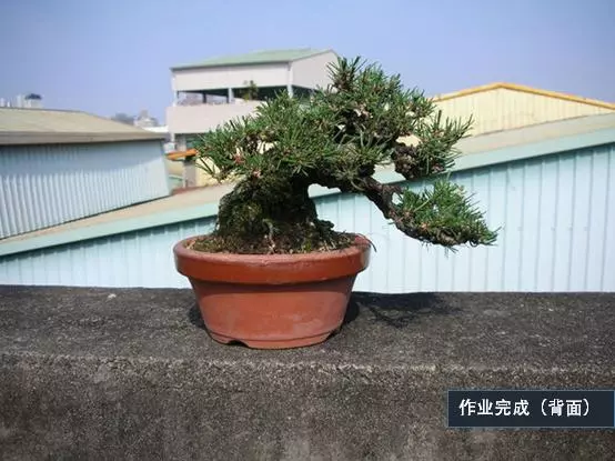 選芽!黑松盆景短針法中,看似枯燥卻極為有效的松樹盆景短針法!