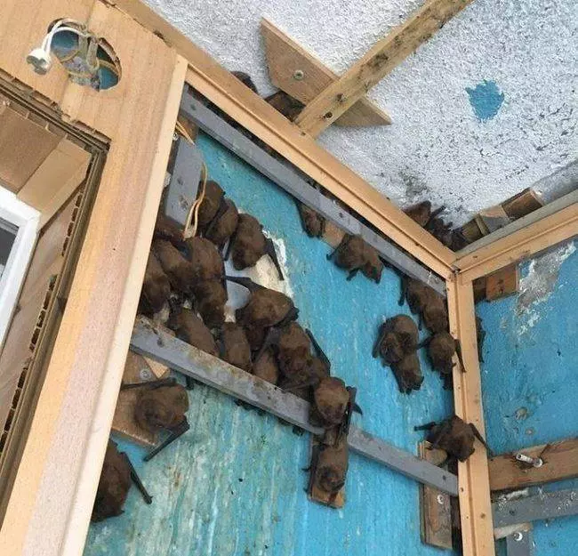19張你沒看錯「真的發生在這個世界上」的超毛照片