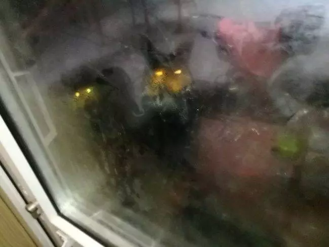 19張你沒看錯「真的發生在這個世界上」的超毛照片