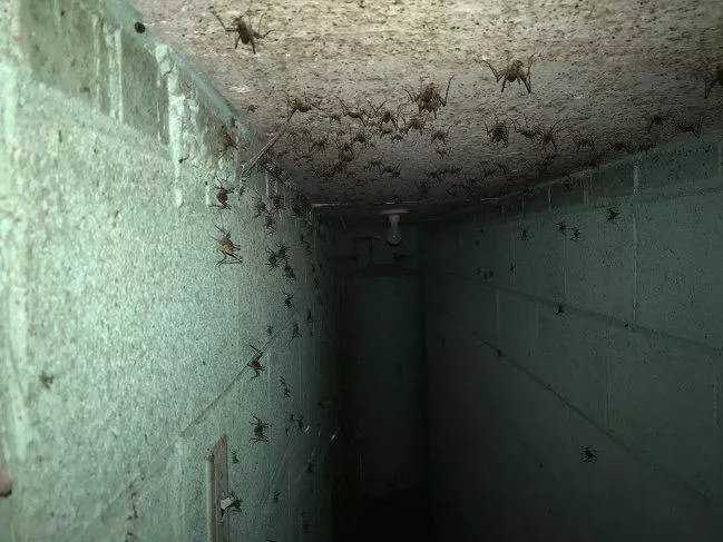 19張你沒看錯「真的發生在這個世界上」的超毛照片