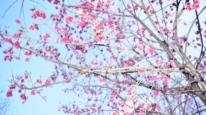 4月15號起運勢飈旺,財運福運同步升,收入暴漲的5大生肖!
