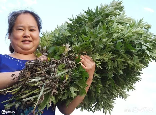 草有很大的藥用價值。艾草不僅可以用來艾灸、藥浴、泡茶、驅蚊還可以用來作艾葉枕頭