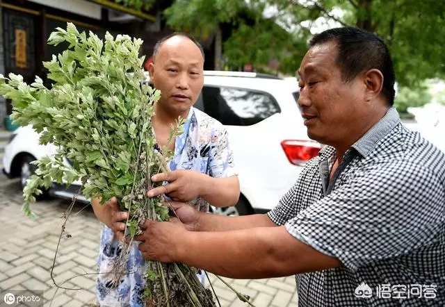 草有很大的藥用價值。艾草不僅可以用來艾灸、藥浴、泡茶、驅蚊還可以用來作艾葉枕頭