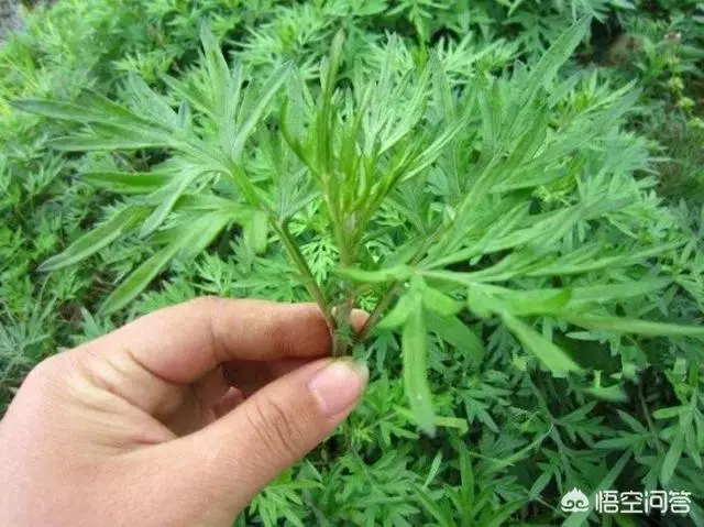 草有很大的藥用價值。艾草不僅可以用來艾灸、藥浴、泡茶、驅蚊還可以用來作艾葉枕頭