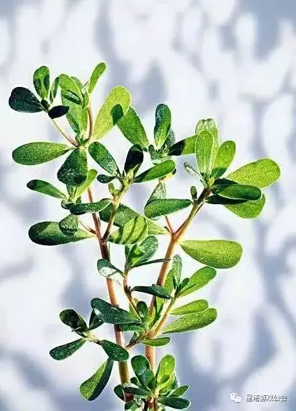 這種草被稱為「長壽草」,既可以做菜又可以做藥,常食用可延緩衰老