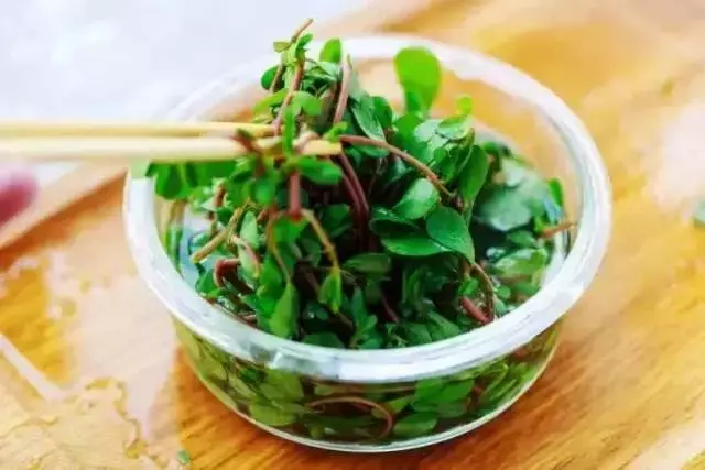 這種草被稱為「長壽草」,既可以做菜又可以做藥,常食用可延緩衰老