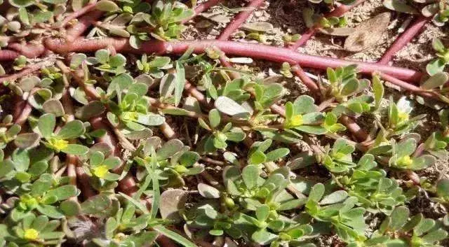 這種草被稱為「長壽草」,既可以做菜又可以做藥,常食用可延緩衰老