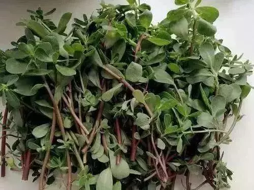 這種草被稱為「長壽草」,既可以做菜又可以做藥,常食用可延緩衰老