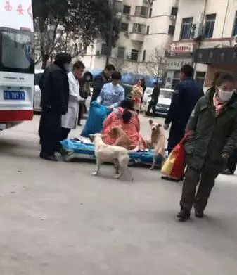 女主人都快生了,四條狗狗緊隨上急救車,怎麼驅趕就不下車,醫生:我坐那裡?