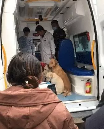 女主人都快生了,四條狗狗緊隨上急救車,怎麼驅趕就不下車,醫生:我坐那裡?