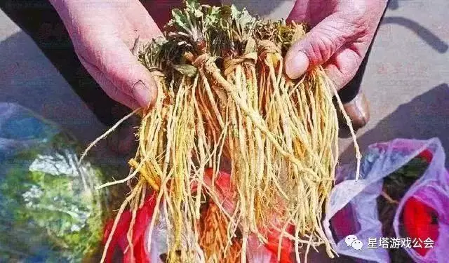 蒲公英被譽為「天然的下火草」,用蒲公英泡水喝,記住五喝兩不喝