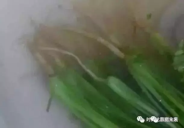 每天用它煮水喝,勝過100片面膜!美白又祛斑,最主要的是省錢