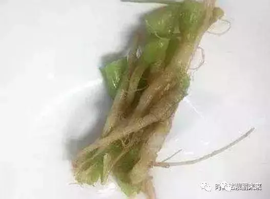 每天用它煮水喝,勝過100片面膜!美白又祛斑,最主要的是省錢