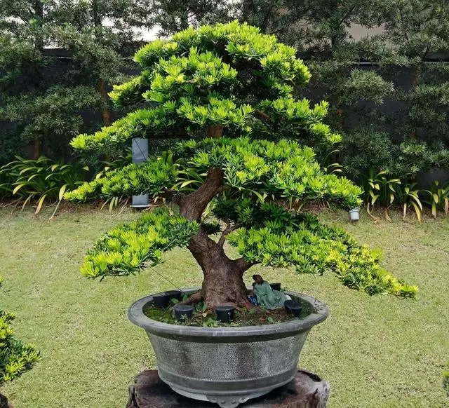 羅漢松盆景造型養護摘心不能少!合理利用嫁接技巧彌補殘缺根枝!
