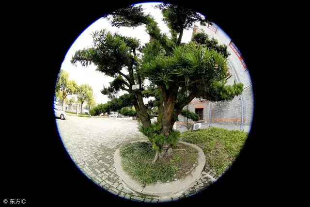 羅漢松盆景造型養護摘心不能少!合理利用嫁接技巧彌補殘缺根枝!