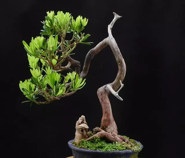 羅漢松盆景造型養護摘心不能少!合理利用嫁接技巧彌補殘缺根枝!