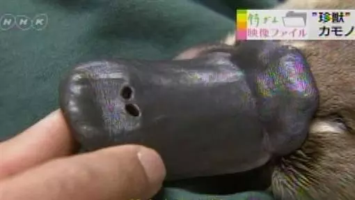 呆萌動物竟「有毒」 99%民眾不知