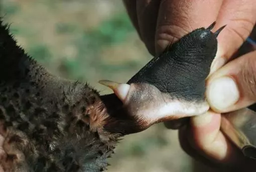呆萌動物竟「有毒」 99%民眾不知