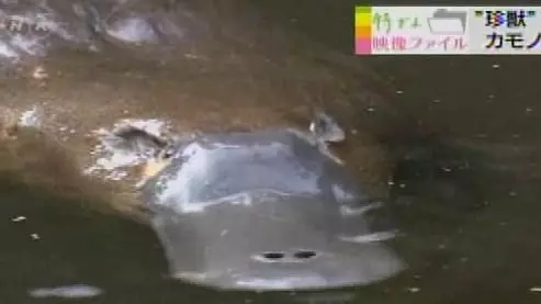 呆萌動物竟「有毒」 99%民眾不知