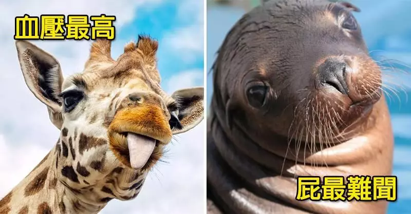 19個「比愚人節惡作劇更扯」的驚奇事實 吹蠟燭會把蛋糕弄髒1400倍!~~~