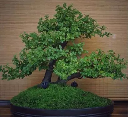 讓松柏盆景四季常青的秘訣!一種肥料簡單搭配,全年輕鬆養護!