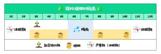 讓松柏盆景四季常青的秘訣!一種肥料簡單搭配,全年輕鬆養護!