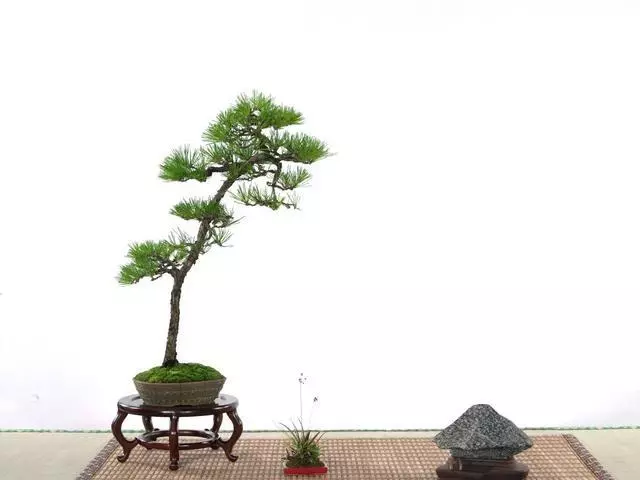 讓松柏盆景四季常青的秘訣!一種肥料簡單搭配,全年輕鬆養護!