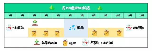 讓松柏盆景四季常青的秘訣!一種肥料簡單搭配,全年輕鬆養護!