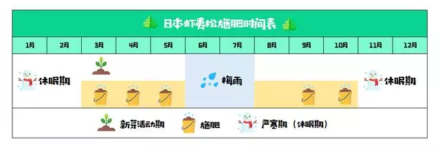 讓松柏盆景四季常青的秘訣!一種肥料簡單搭配,全年輕鬆養護!