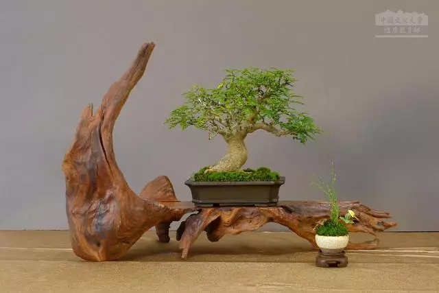 讓松柏盆景四季常青的秘訣!一種肥料簡單搭配,全年輕鬆養護!