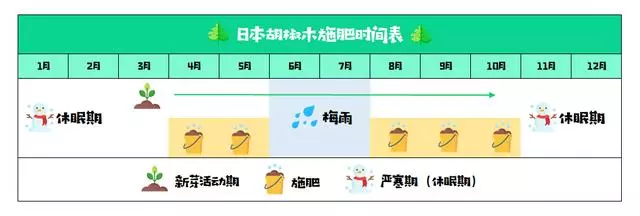 讓松柏盆景四季常青的秘訣!一種肥料簡單搭配,全年輕鬆養護!