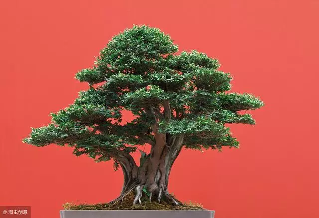 讓松柏盆景四季常青的秘訣!一種肥料簡單搭配,全年輕鬆養護!