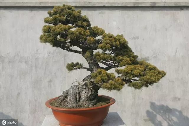 讓松柏盆景四季常青的秘訣!一種肥料簡單搭配,全年輕鬆養護!