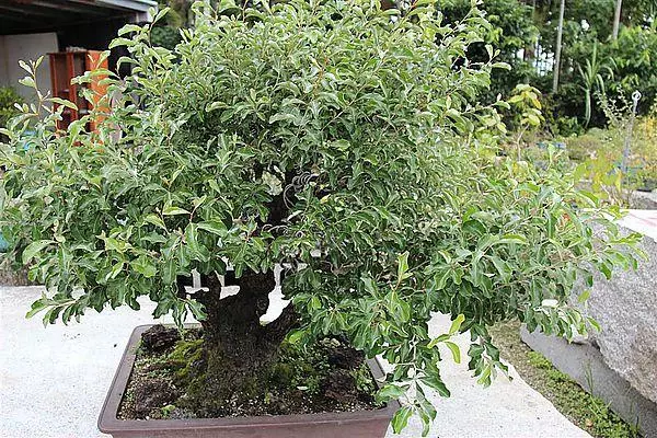 盆景造型主幹出枝點定位,叢生枝、平行枝、交叉枝,忌枝修剪!