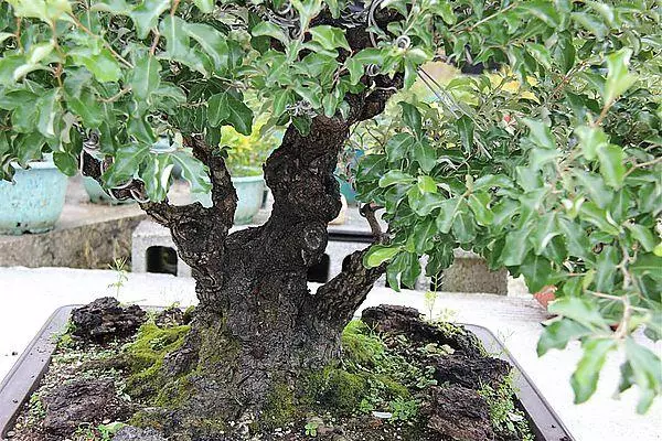 盆景造型主幹出枝點定位,叢生枝、平行枝、交叉枝,忌枝修剪!