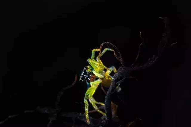 微距很好拍嗎?怎麼這麼多高手,看看他們是怎麼拍的?