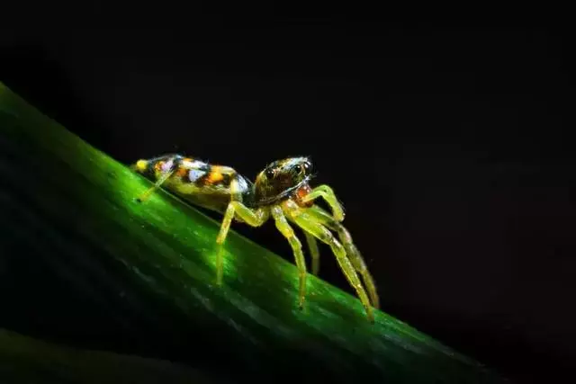 微距很好拍嗎?怎麼這麼多高手,看看他們是怎麼拍的?