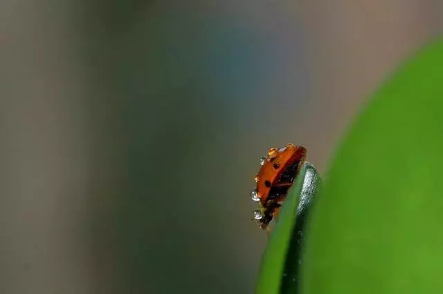 微距很好拍嗎?怎麼這麼多高手,看看他們是怎麼拍的?