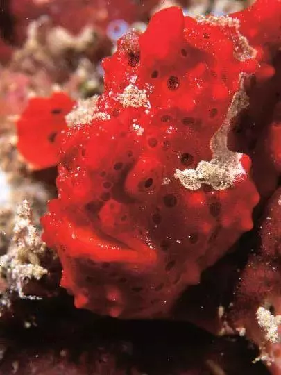 馬來西亞最適合潛水的6個地方,少去一個,人生都不算圓滿!