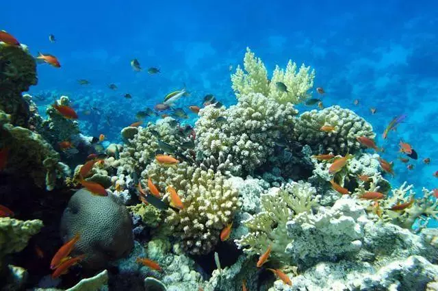 馬來西亞最適合潛水的6個地方,少去一個,人生都不算圓滿!