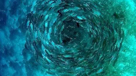 馬來西亞最適合潛水的6個地方,少去一個,人生都不算圓滿!